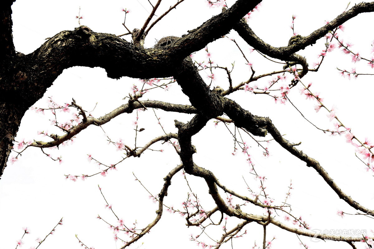 婀娜多姿的桃树