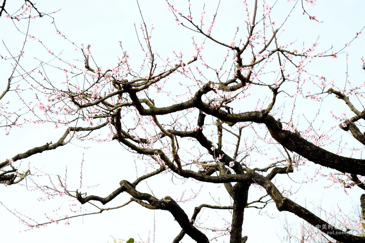 婀娜多姿的桃树