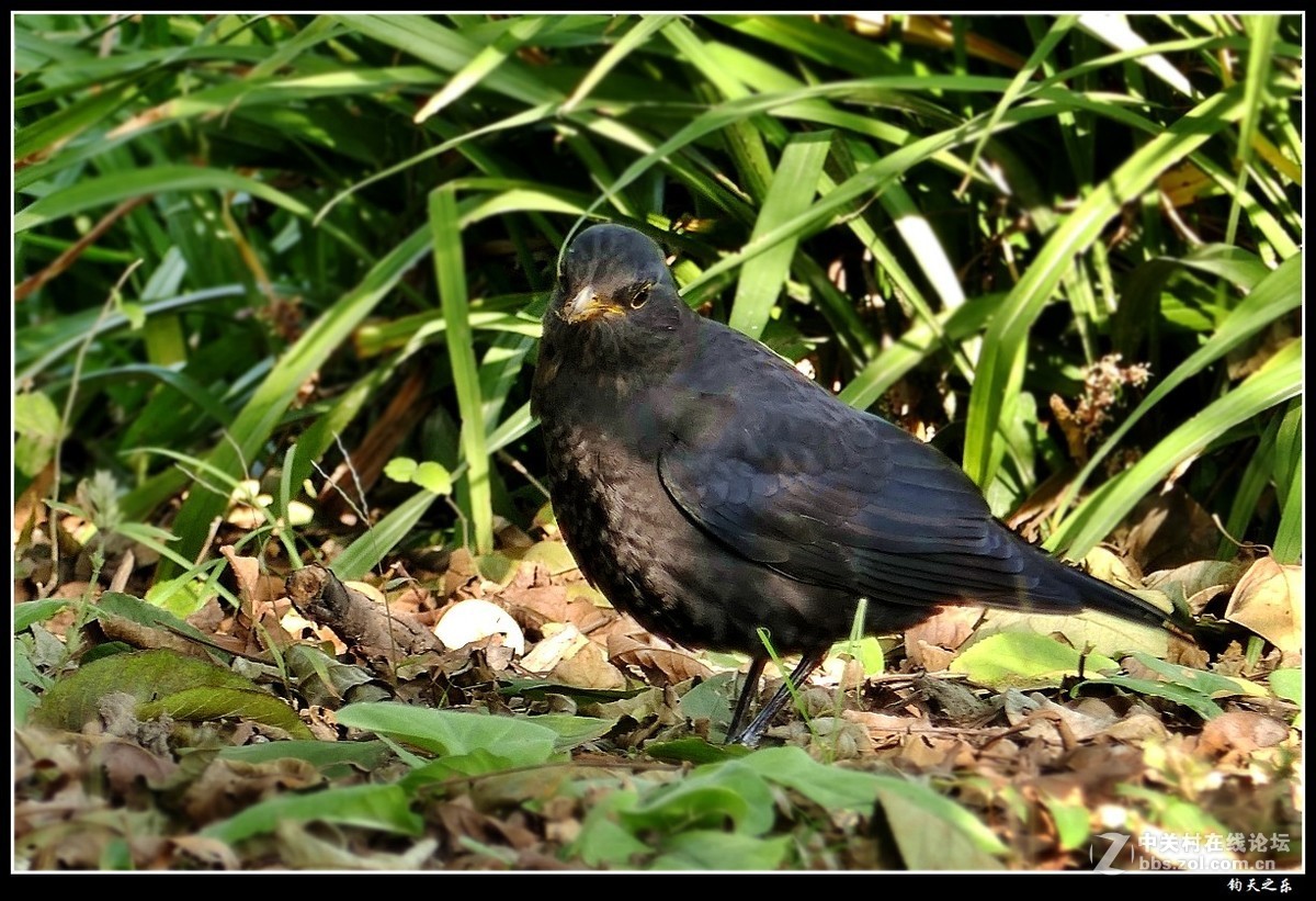 卡片长焦手持拍【乌鸫鸟】——扬州瘦西湖