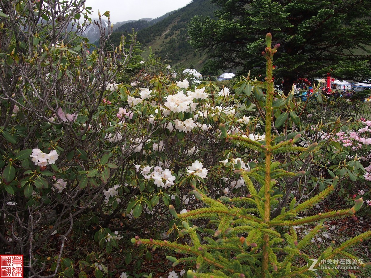 開在高山的達瑪花9