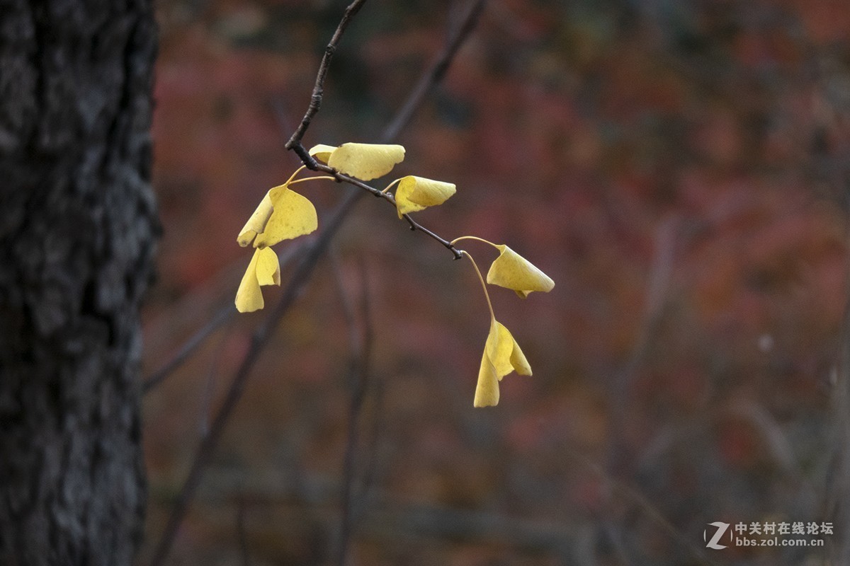 松下GX85+100-400mm