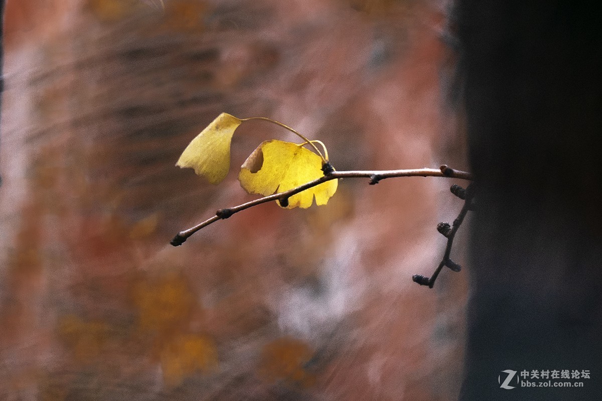 松下GX85+100-400mm