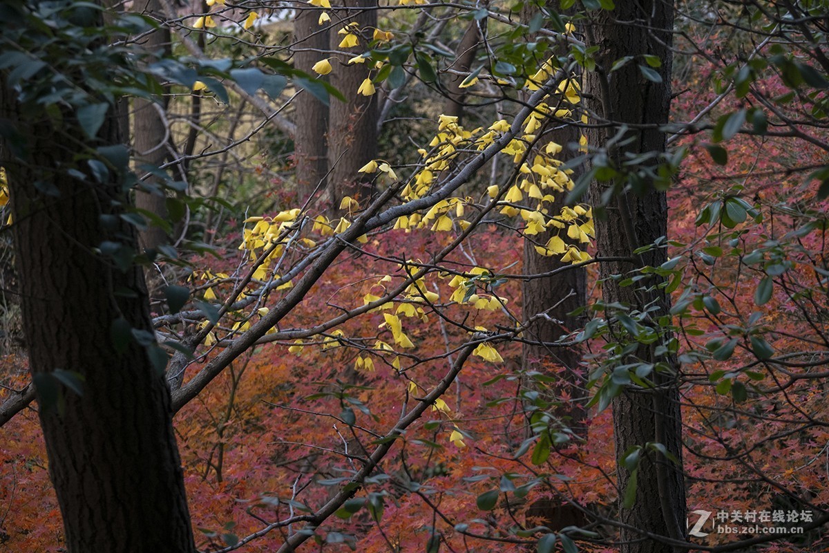 松下GX85+100-400mm