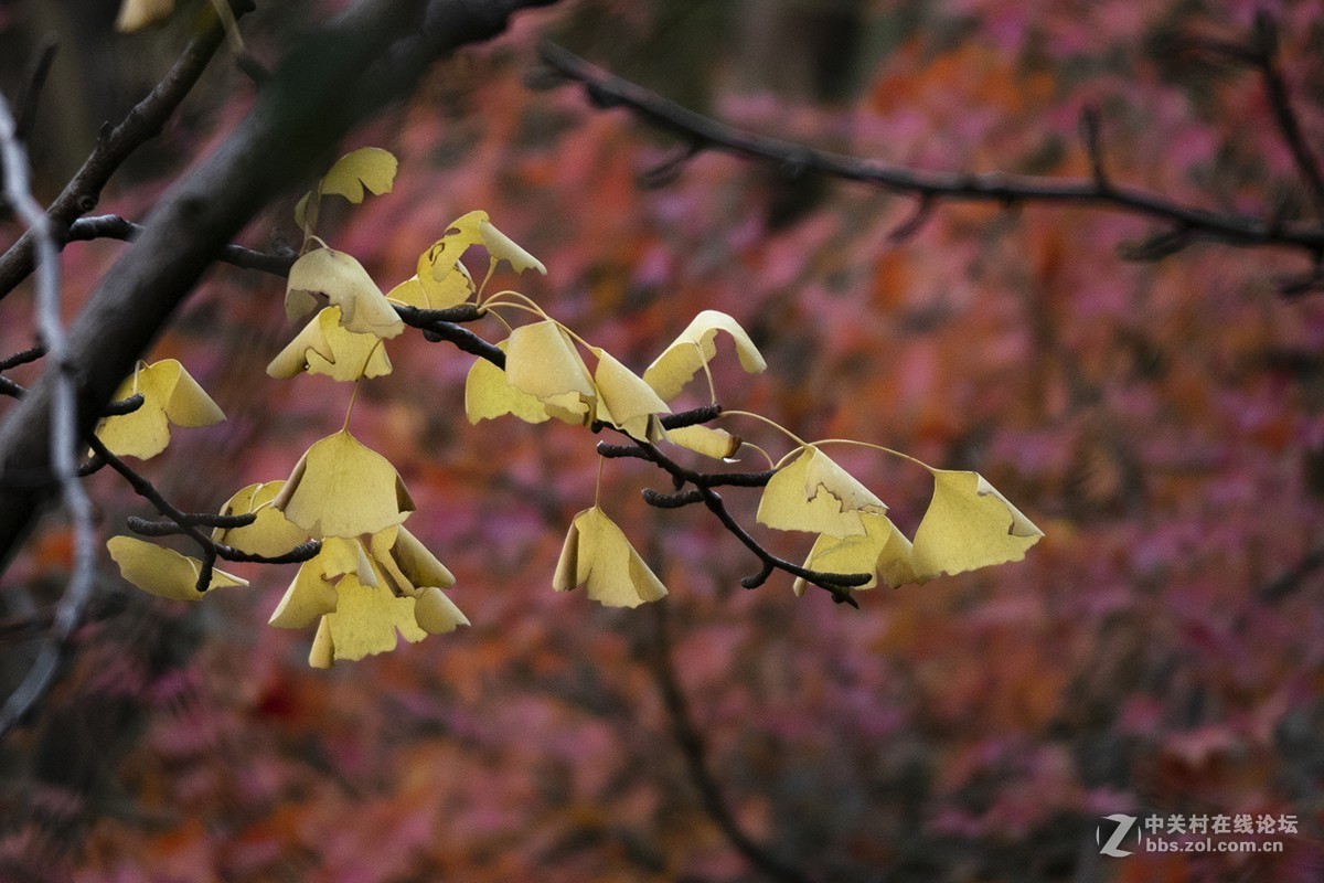 松下GX85+100-400mm