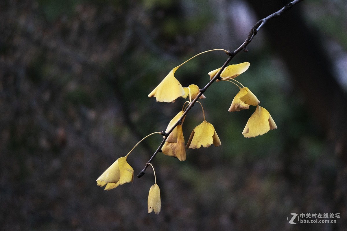 松下GX85+100-400mm