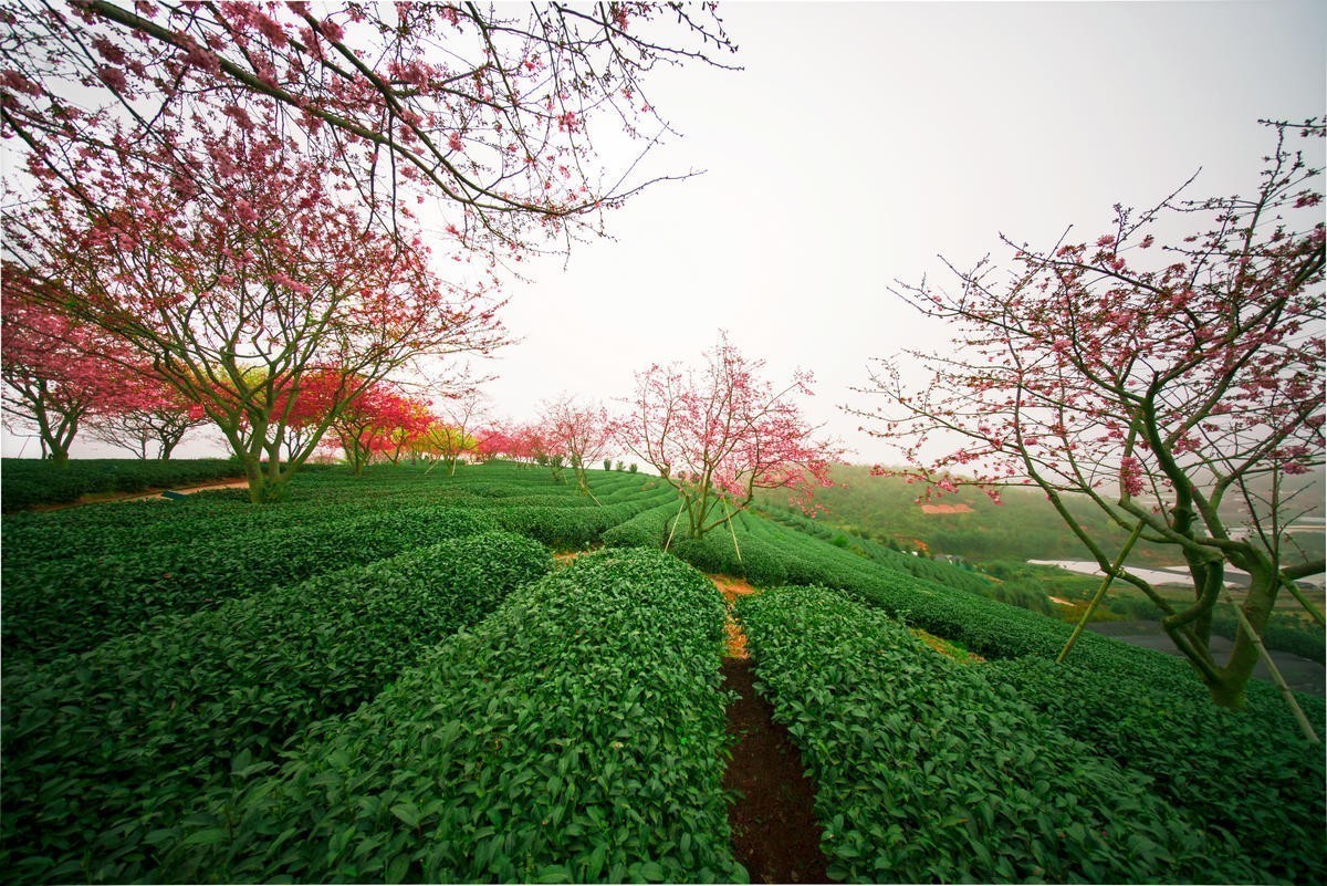 永福櫻花園