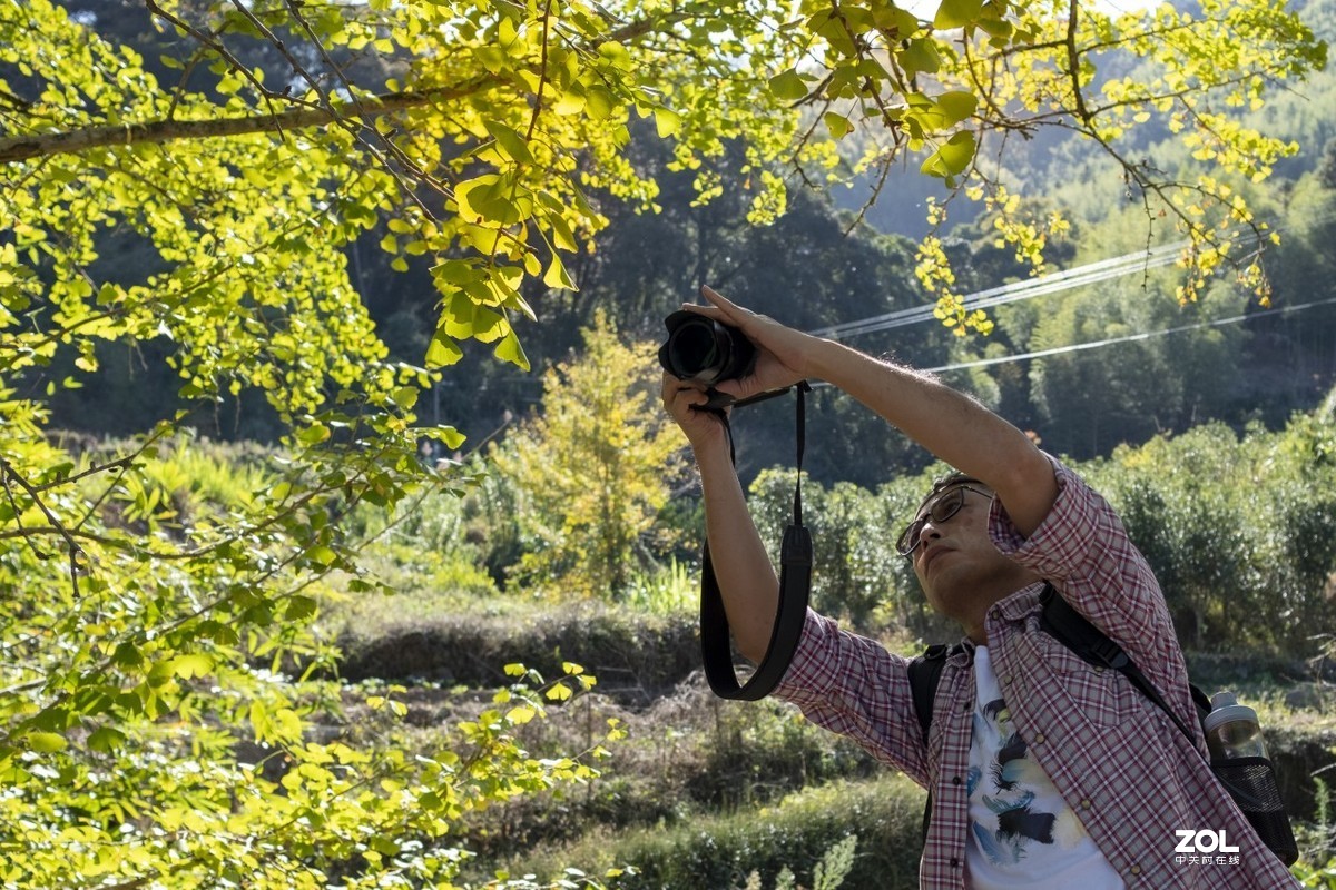 《福建尤溪古村落银杏林》