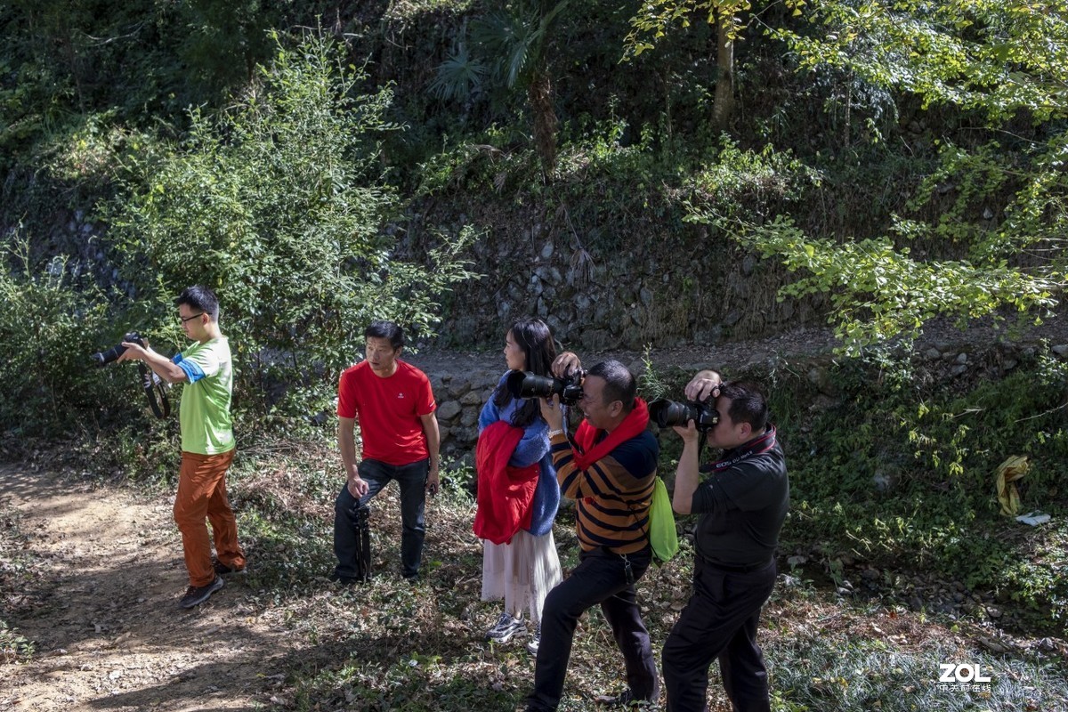 《福建尤溪古村落银杏林》