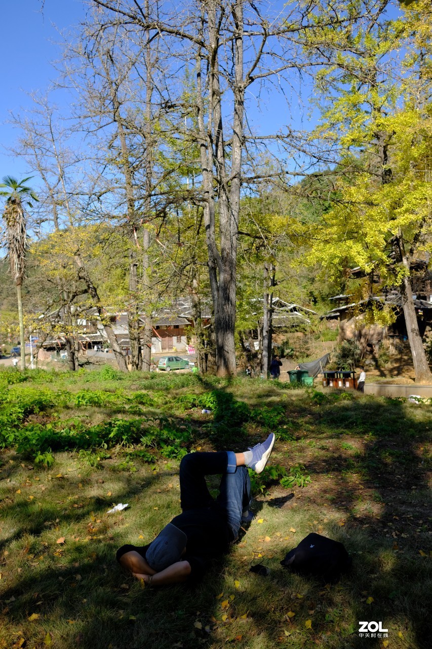 《福建尤溪古村落银杏林》