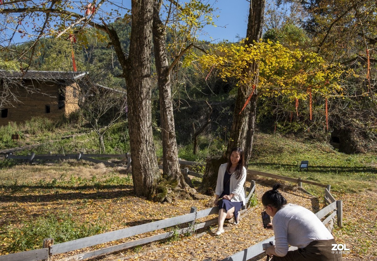 《福建尤溪古村落银杏林》