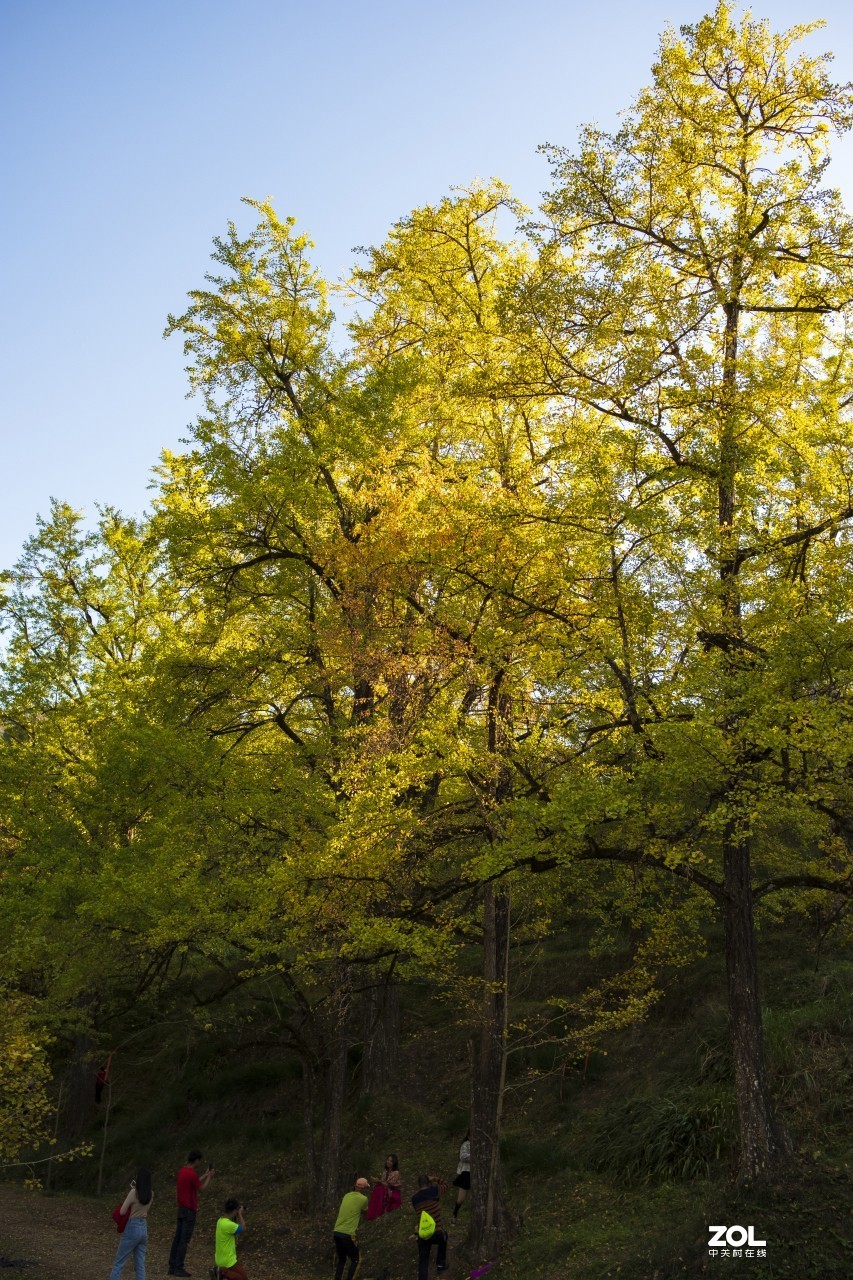 《福建尤溪古村落银杏林》