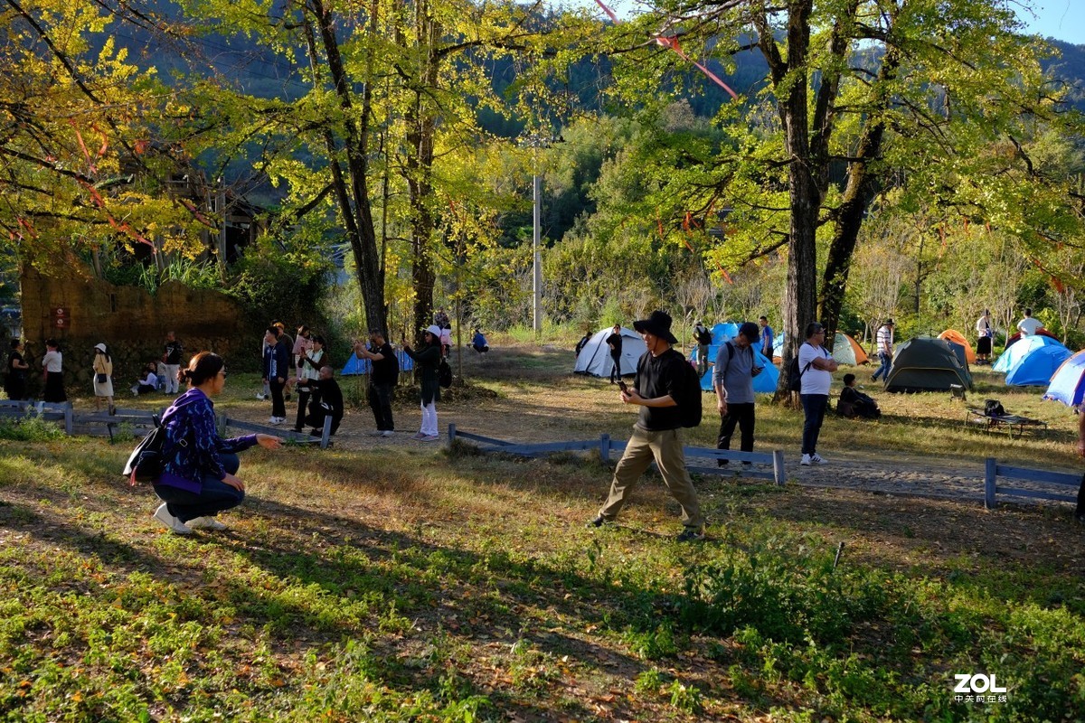 《福建尤溪古村落银杏林》