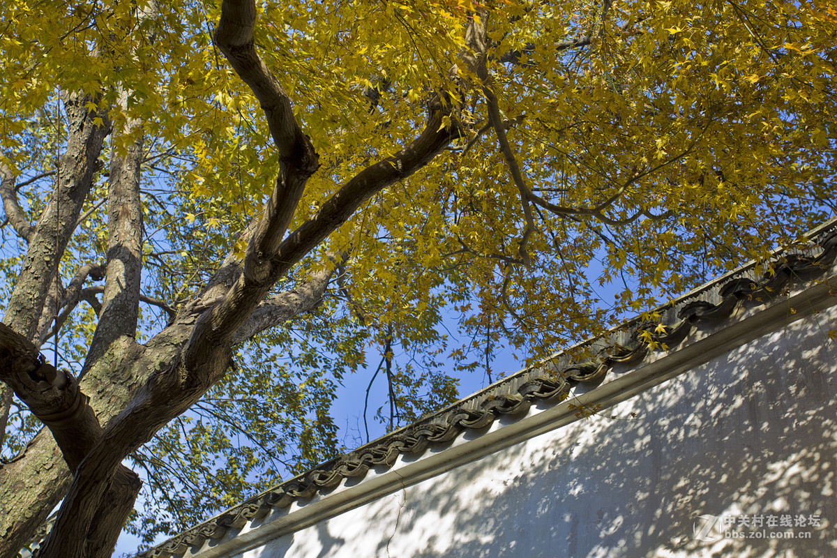 留园秋色（一）