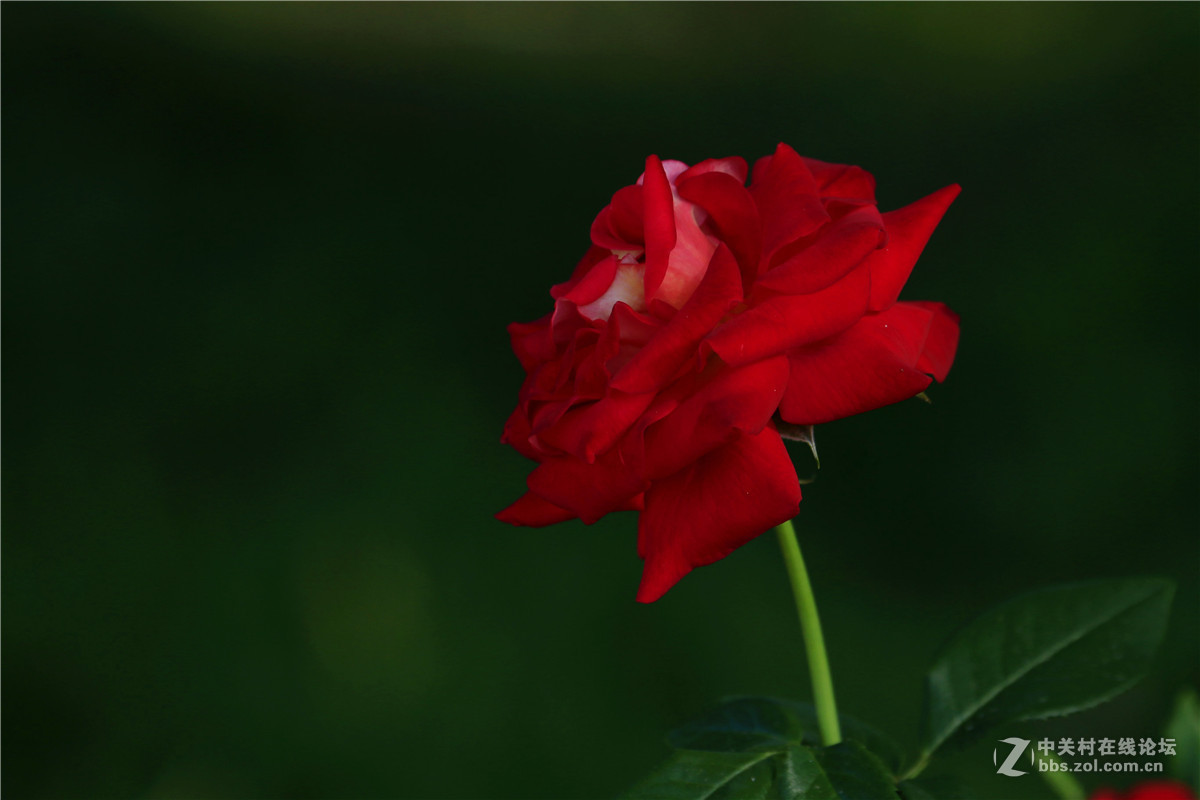 一组花草随拍。