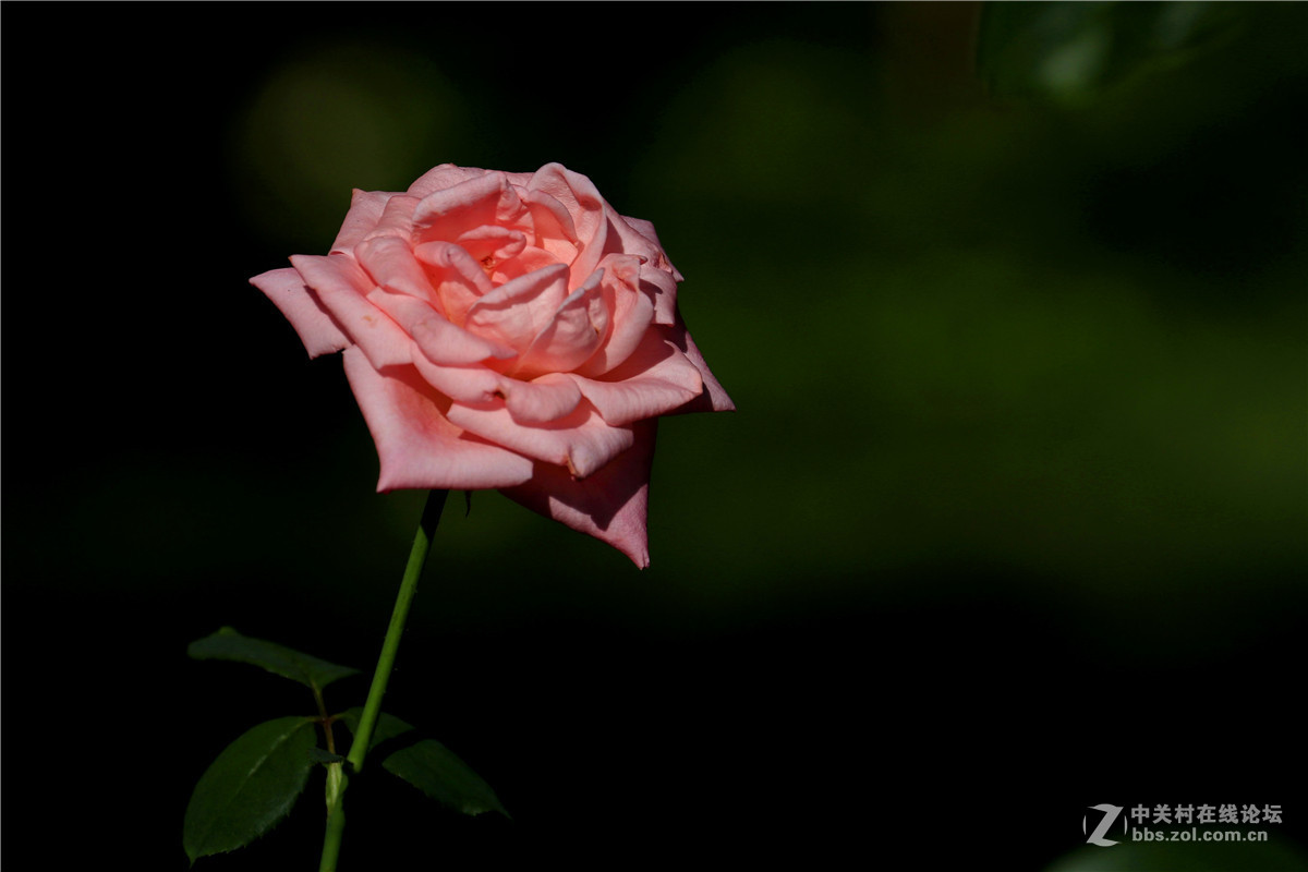 一组花草随拍。
