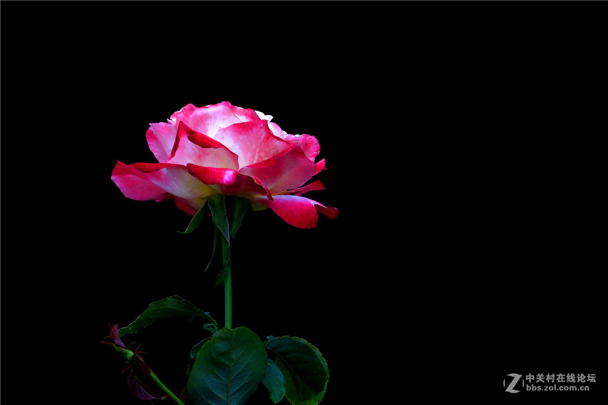 一组花草随拍。