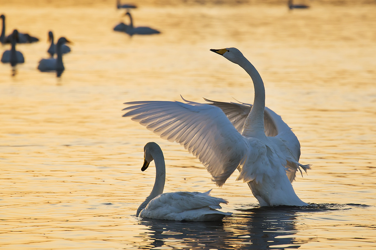 #我的2015摄影总结#-随笔