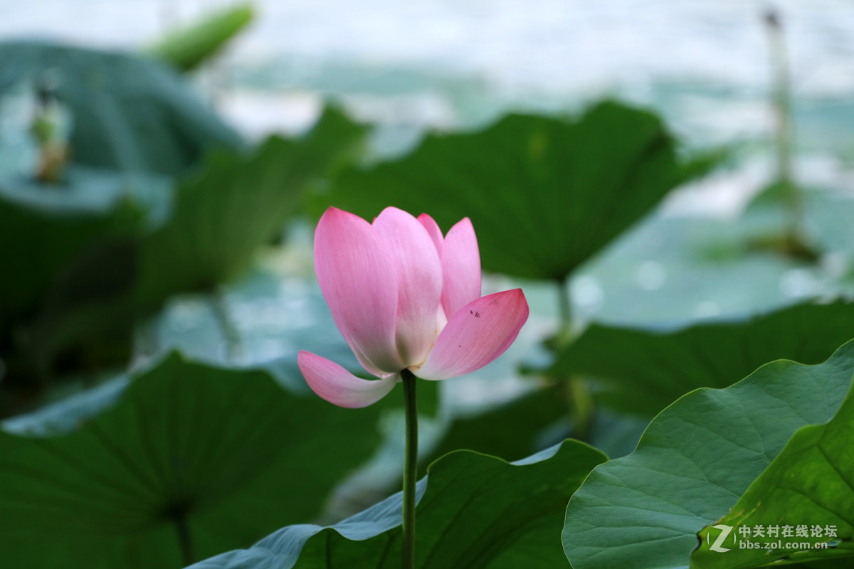 一组M3转接小小白拍【荷花】