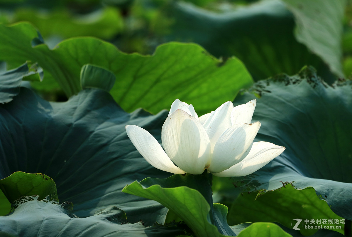 一组M3转接小小白拍【荷花】