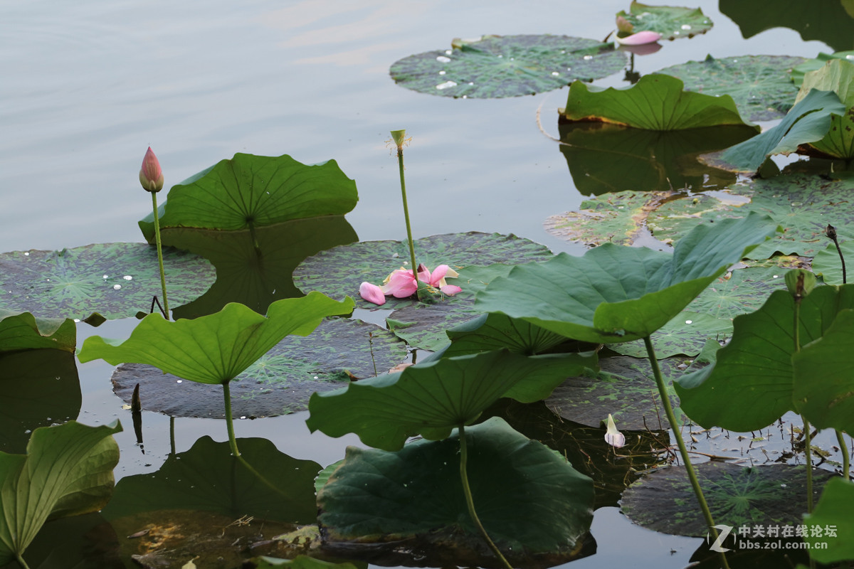 一组M3转接小小白拍【荷花】