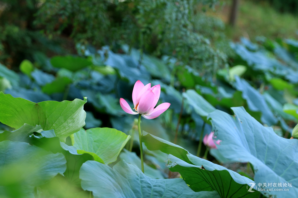 一组M3转接小小白拍【荷花】