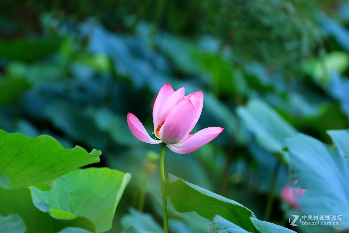 一组M3转接小小白拍【荷花】