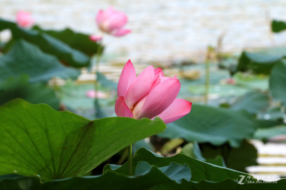 一组M3转接小小白拍【荷花】