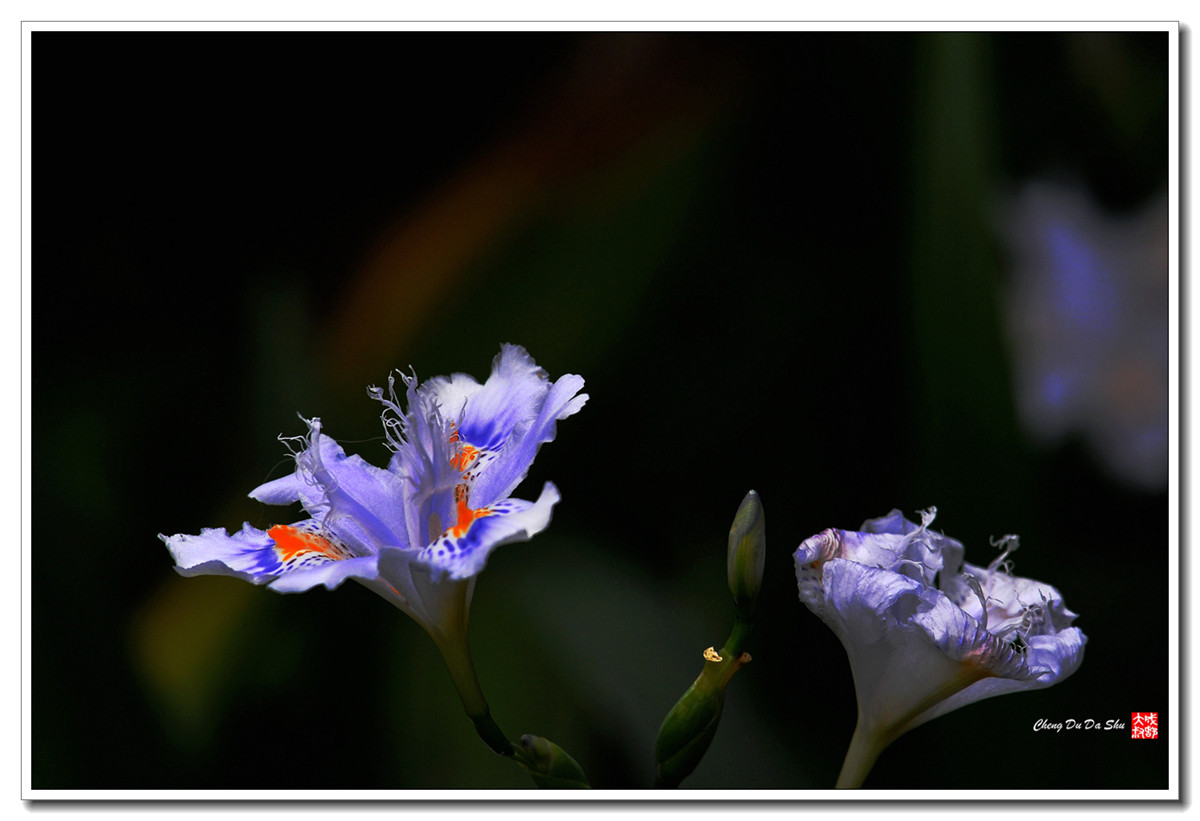 鸢尾花【160329】