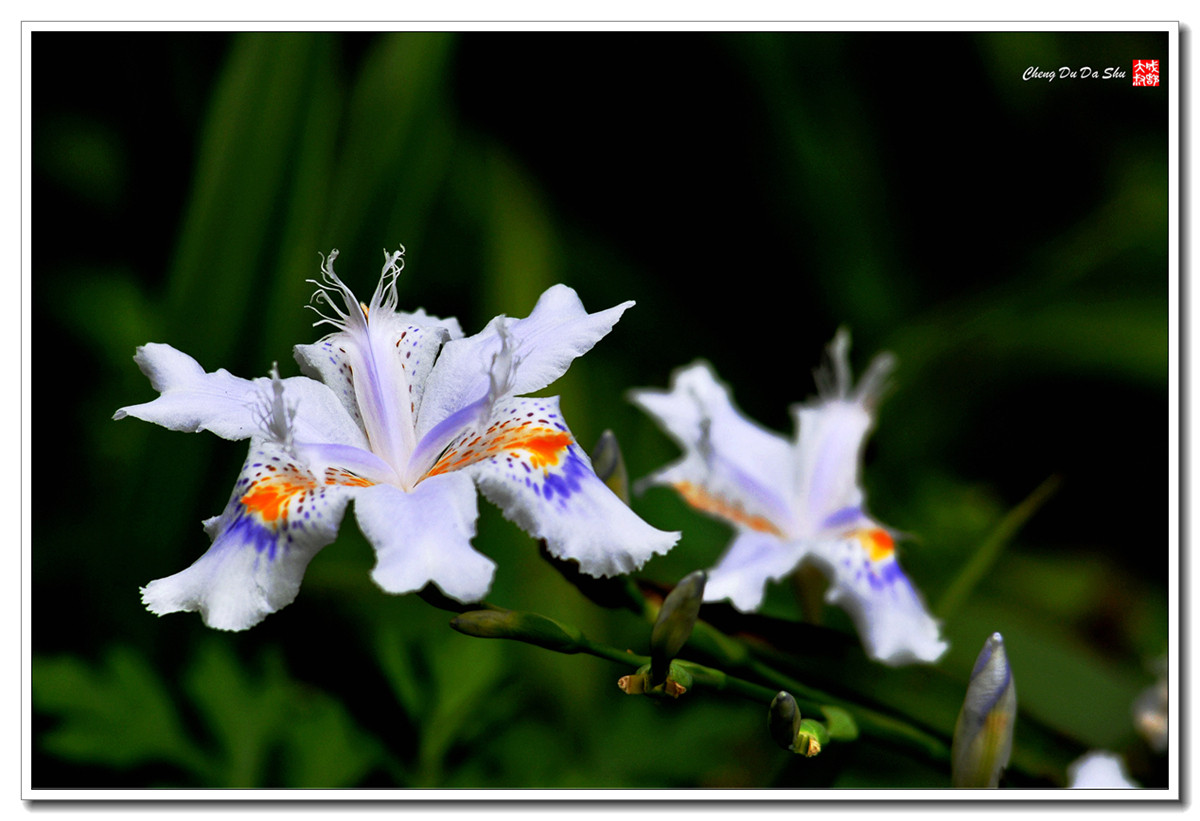鸢尾花【160329】