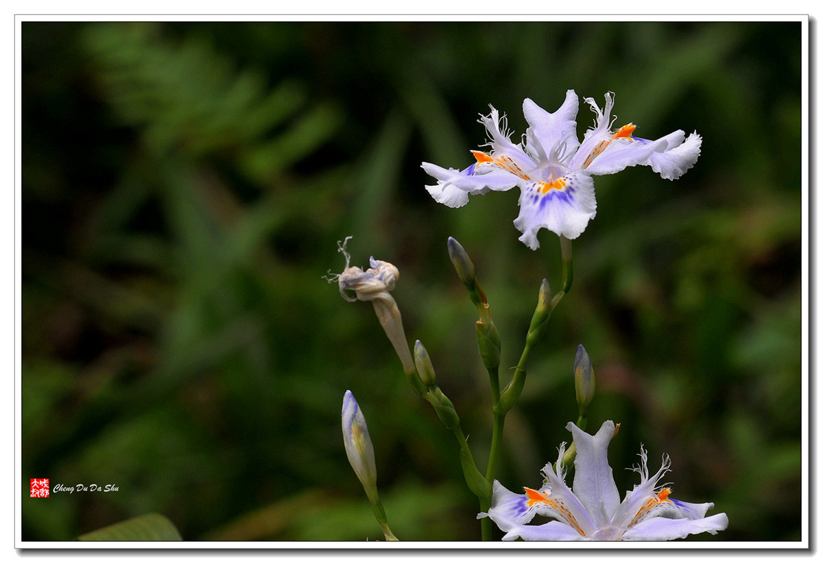 鸢尾花【160329】