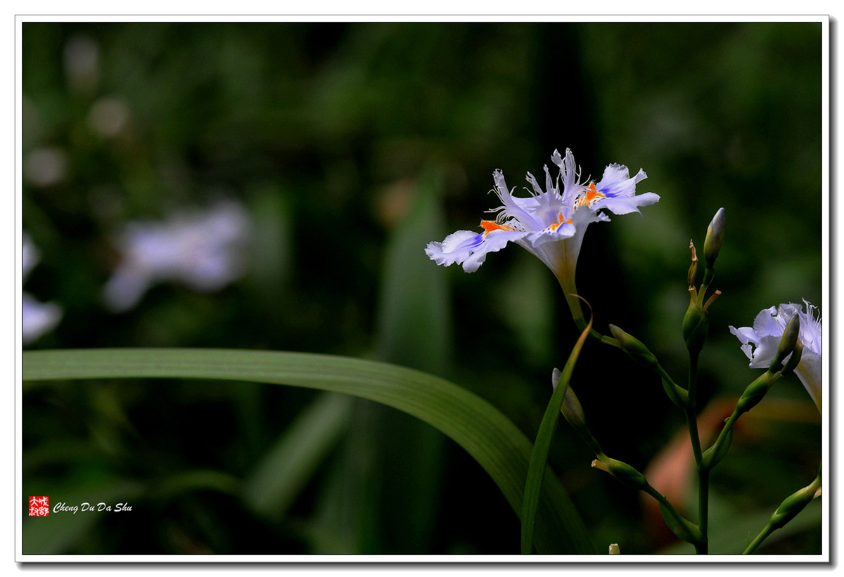 鸢尾花【160329】