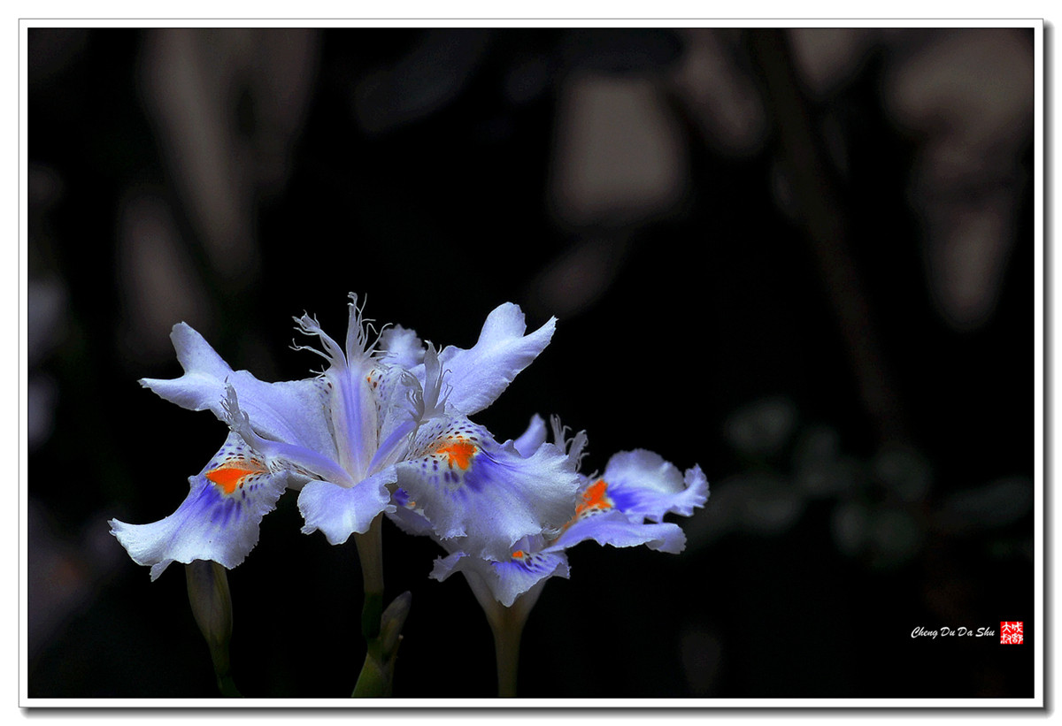 鸢尾花【160329】