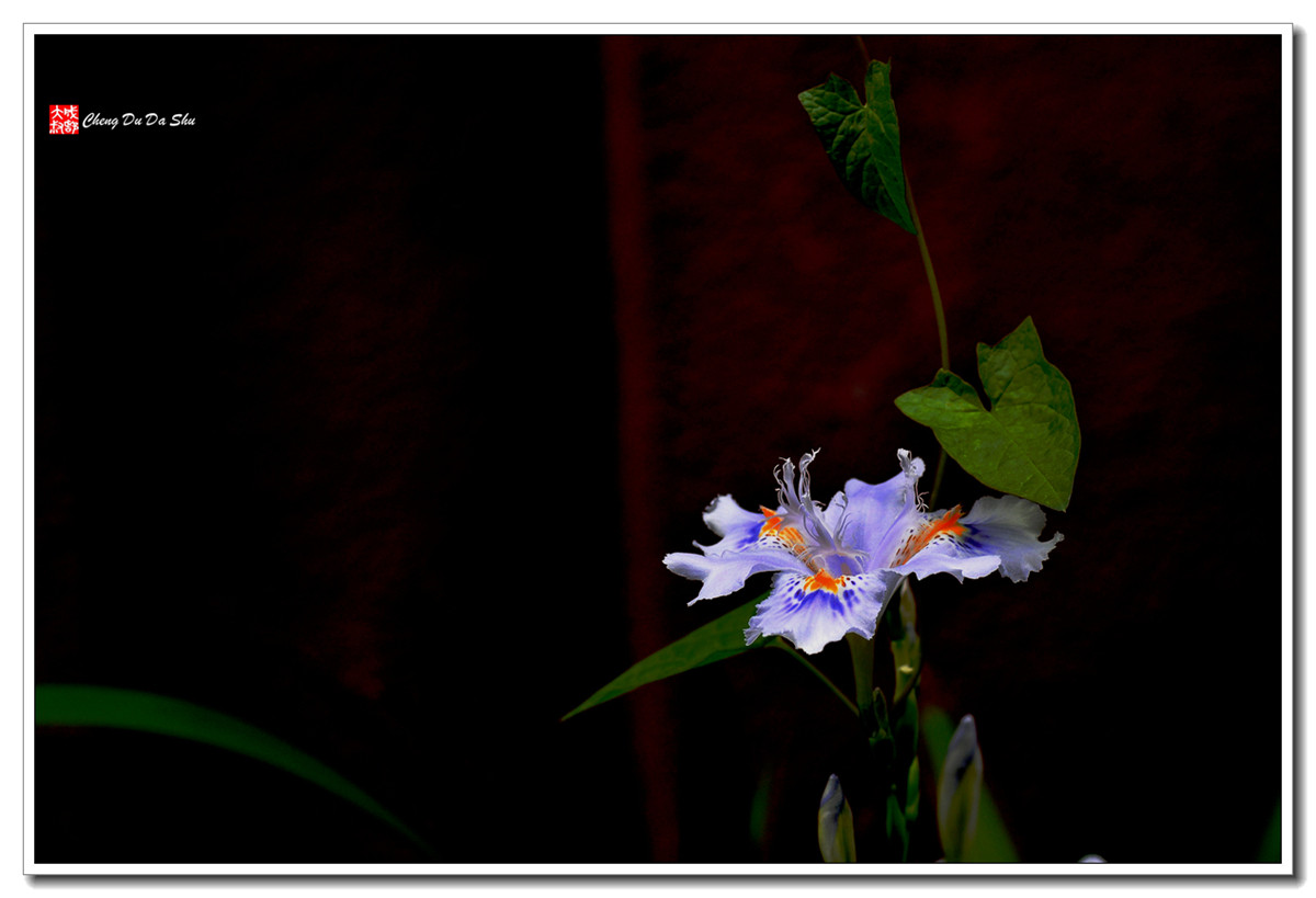 鸢尾花【160329】