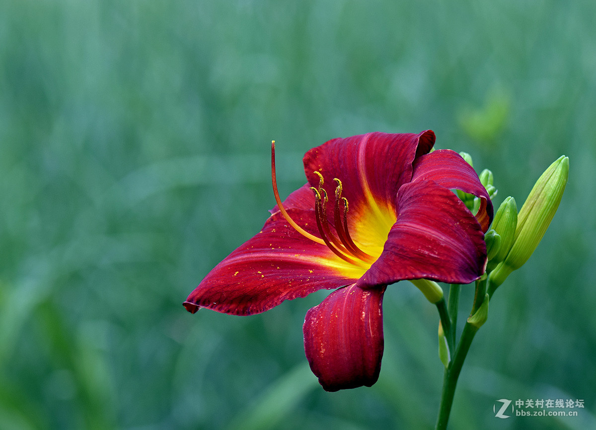 《红宝石萱草》