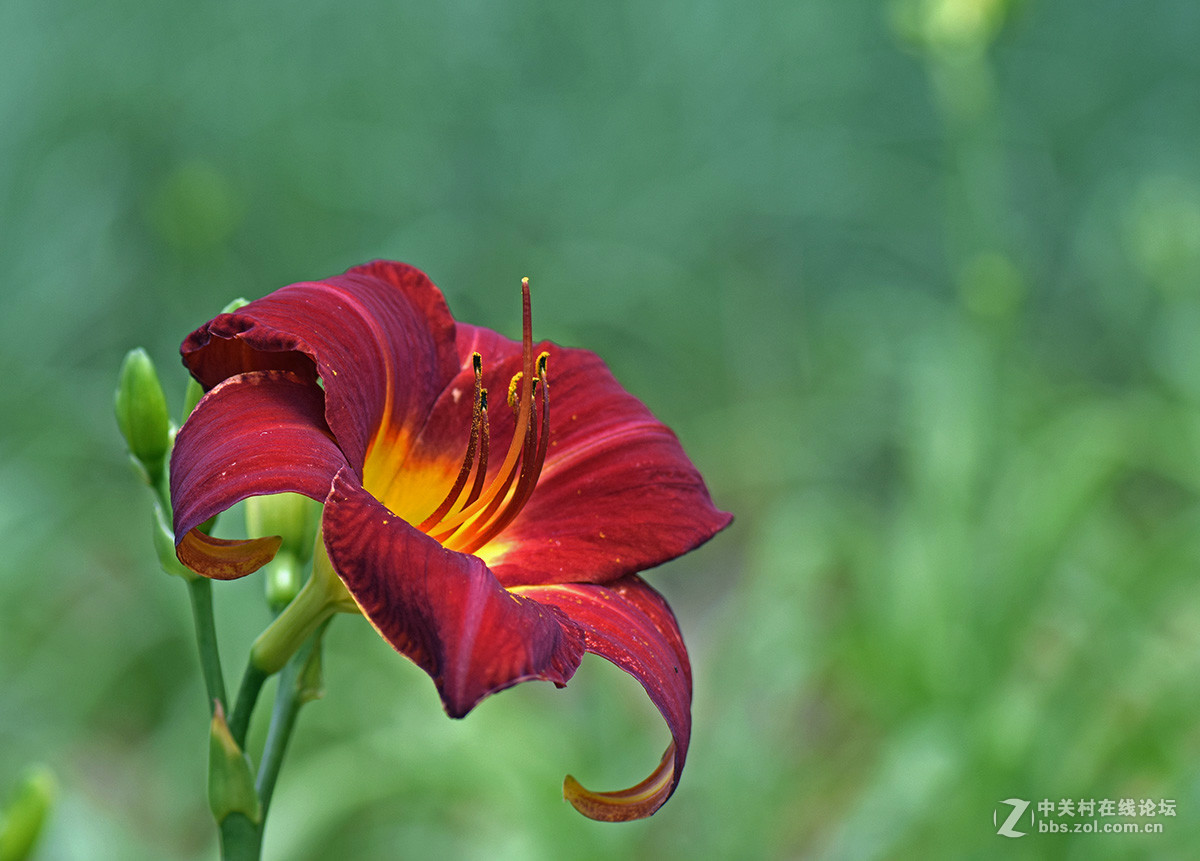 《红宝石萱草》