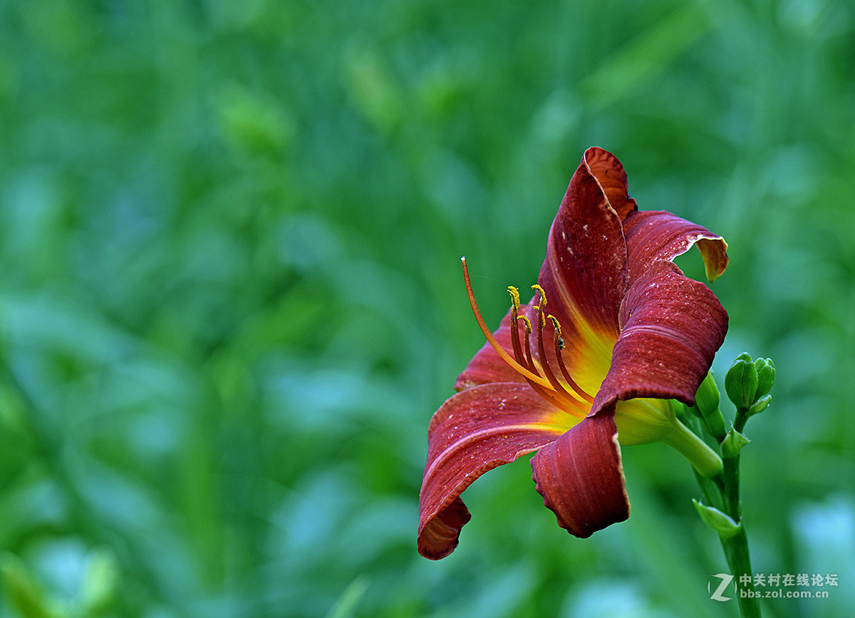 《红宝石萱草》