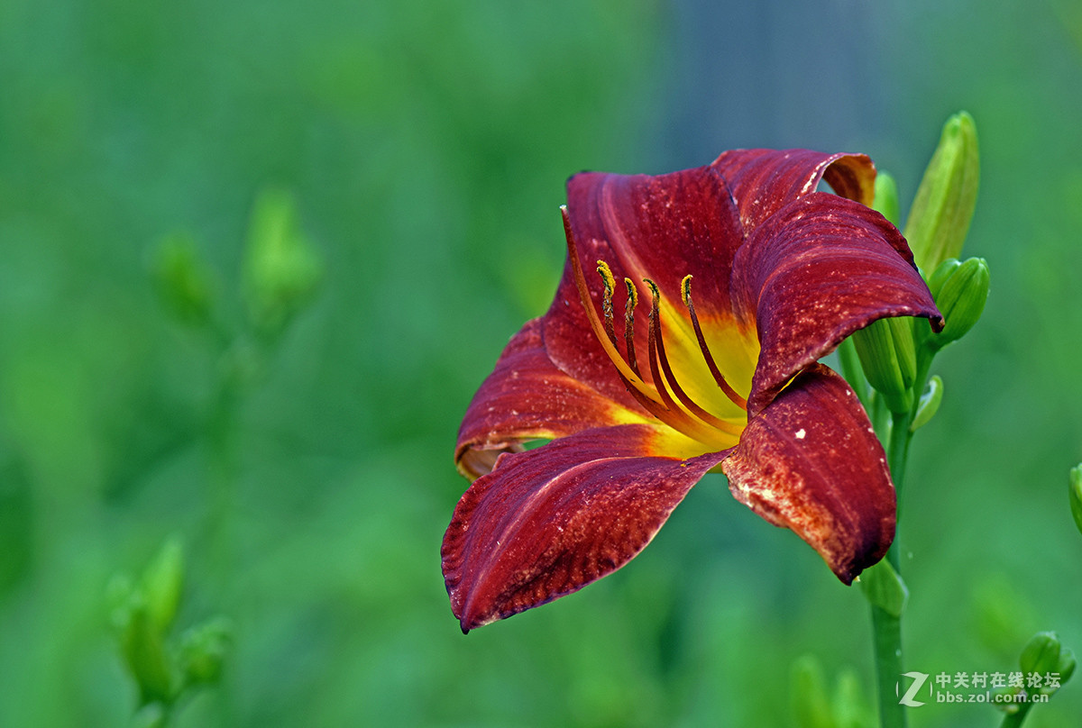 《红宝石萱草》