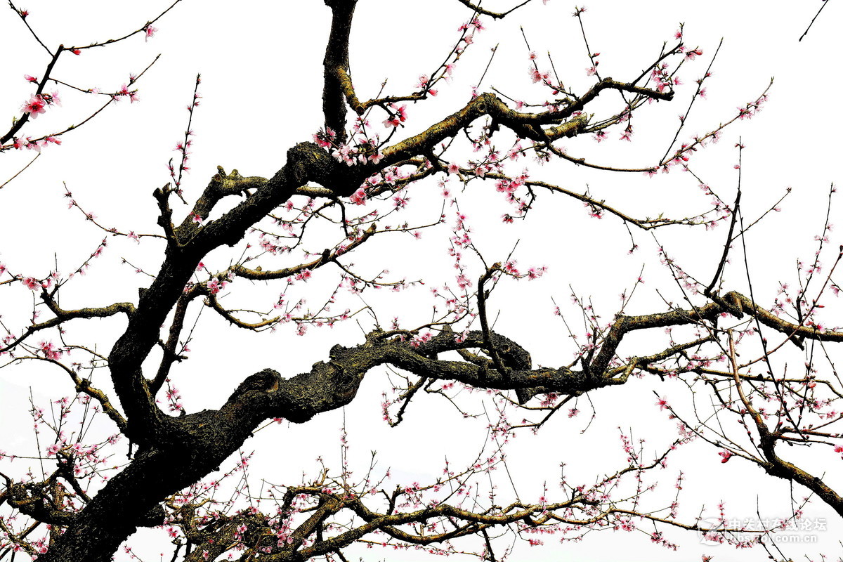 婀娜多姿的桃树