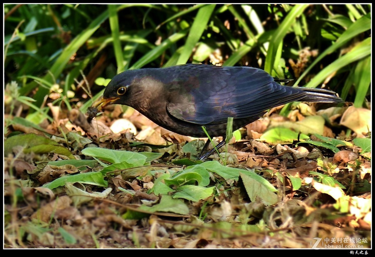 卡片长焦手持拍【乌鸫鸟】——扬州瘦西湖