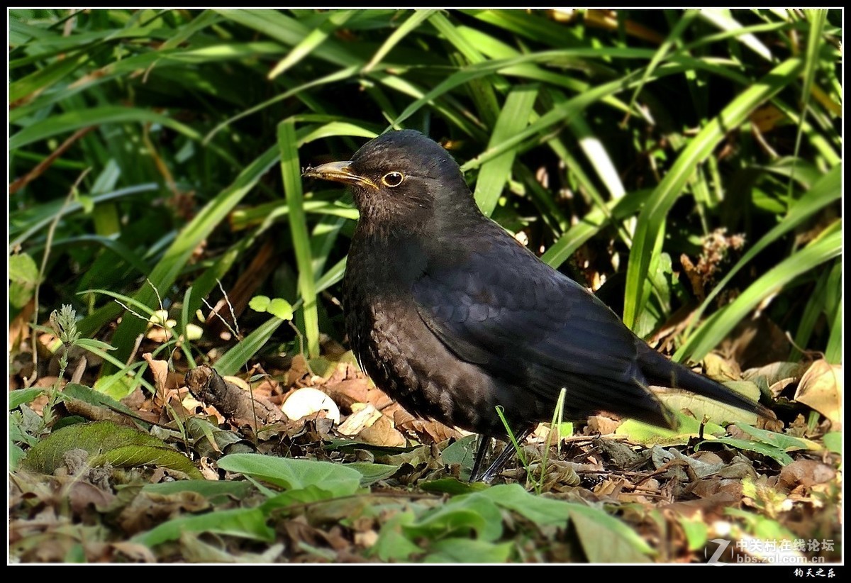 卡片长焦手持拍【乌鸫鸟】——扬州瘦西湖