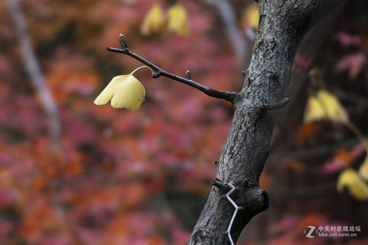 松下GX85+100-400mm
