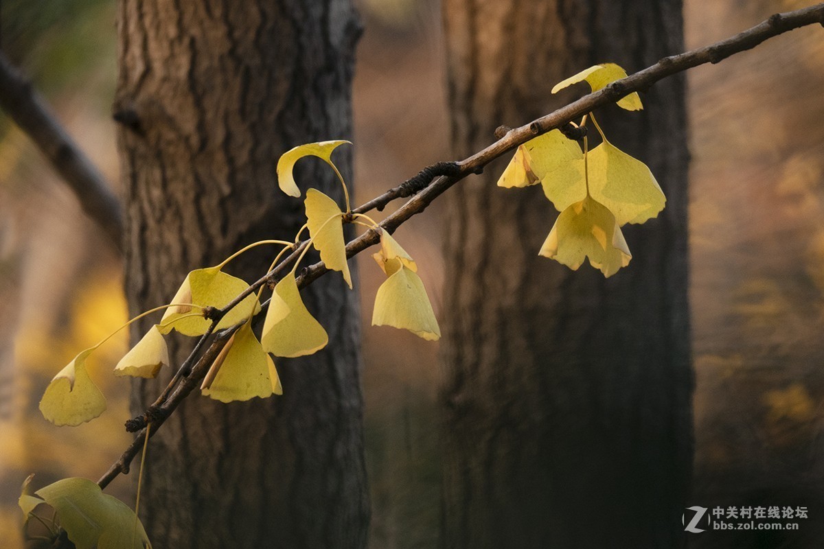 松下GX85+100-400mm