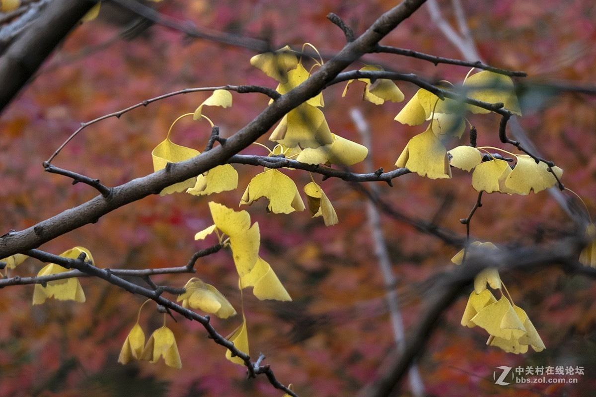 松下GX85+100-400mm