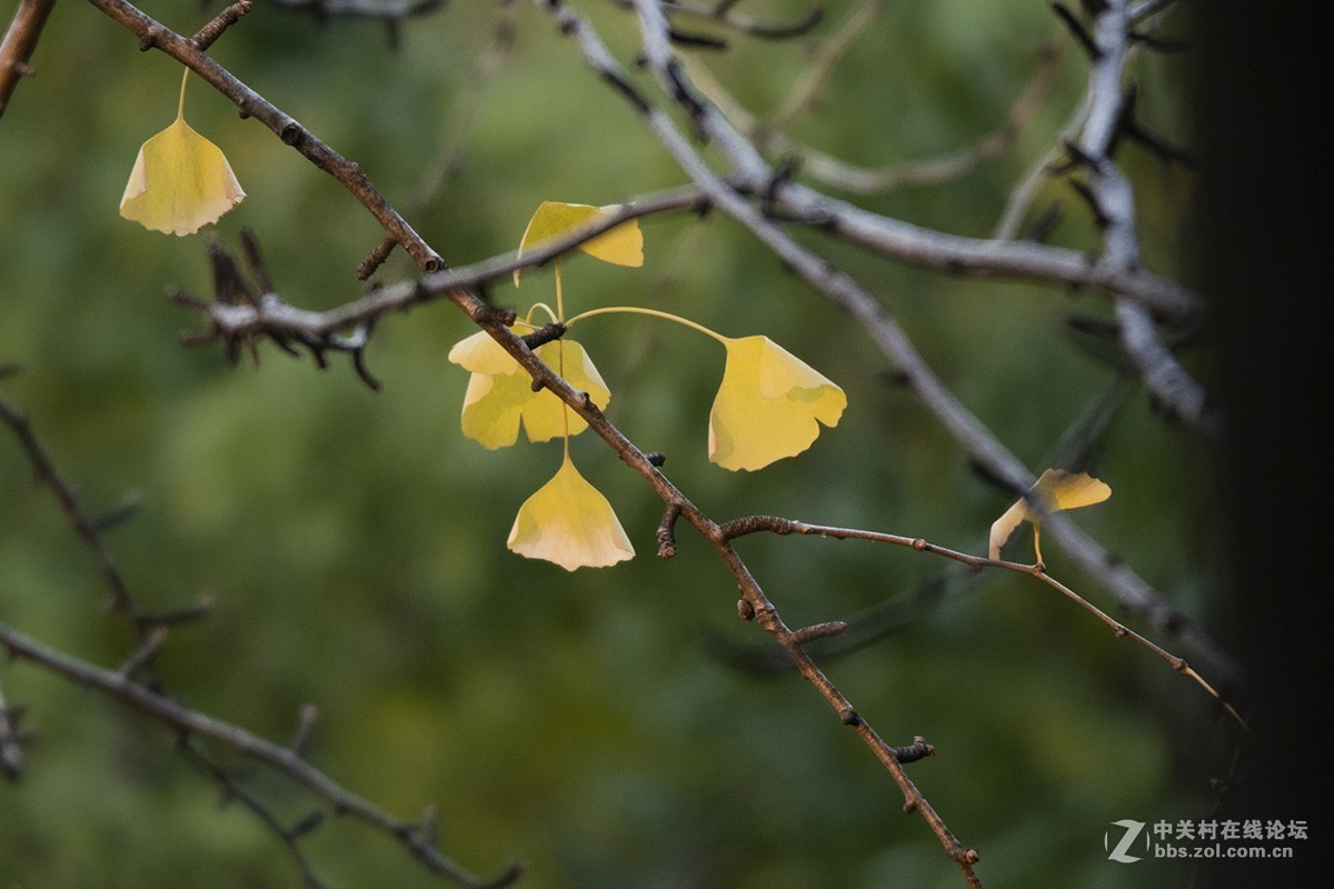 松下GX85+100-400mm