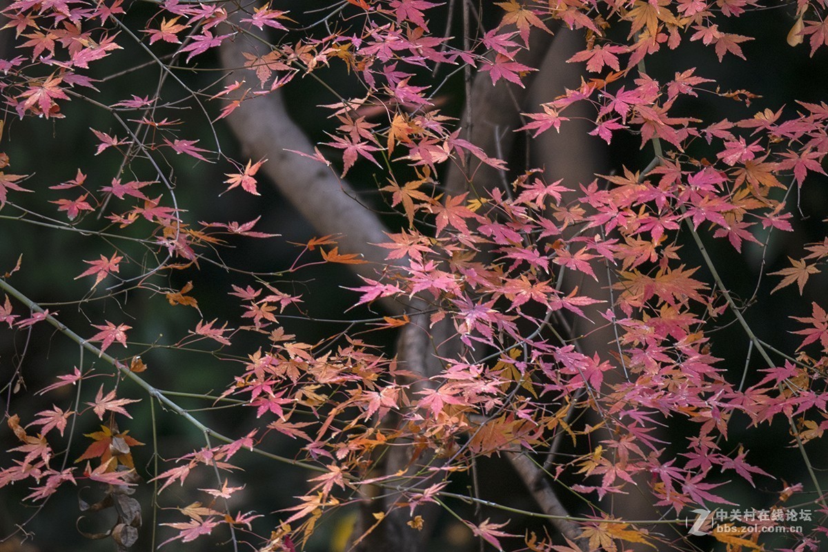 松下GX85+100-400mm