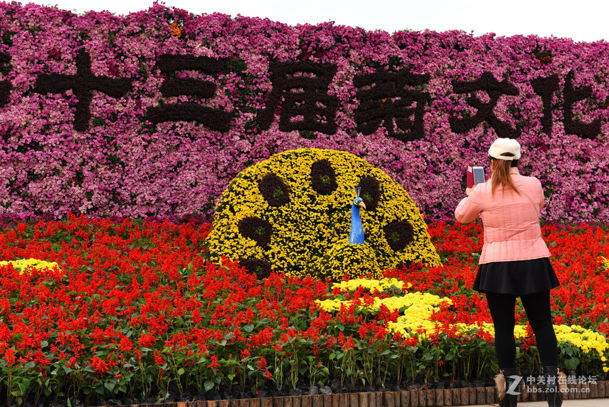 菊  文  化