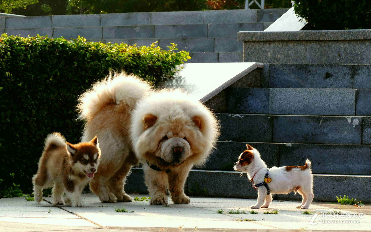 #我的2015摄影总结# 温柔的松狮