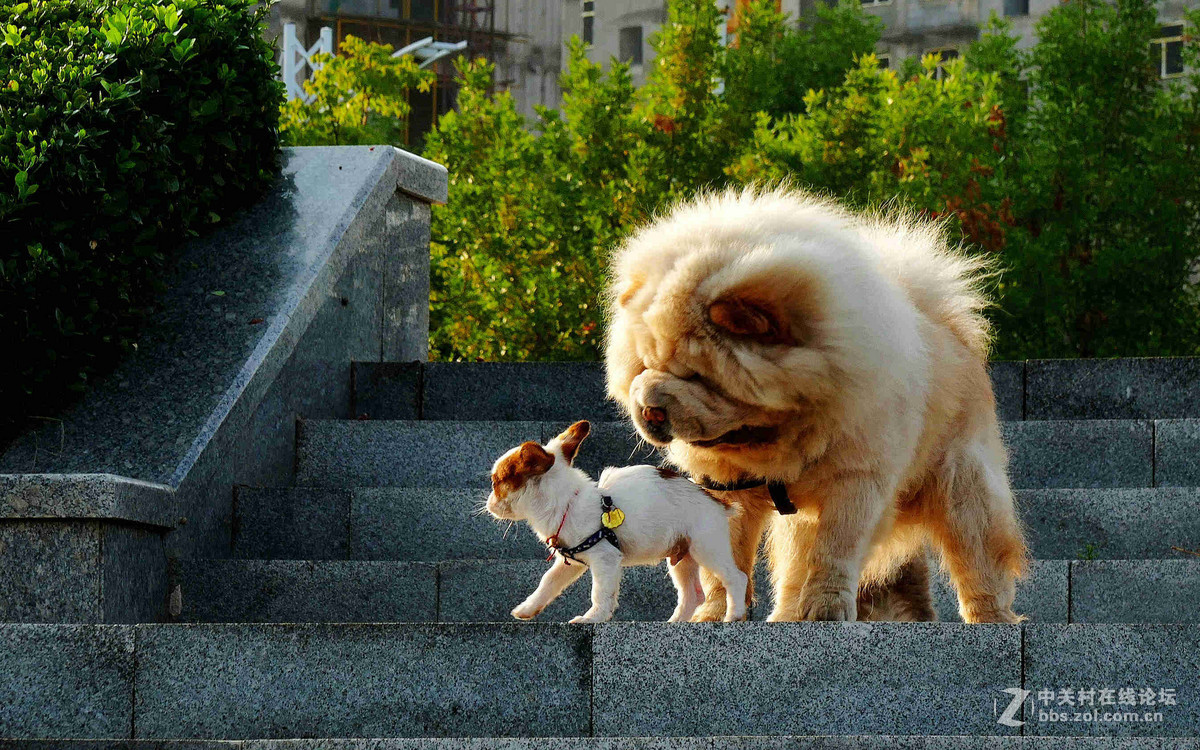 #我的2015摄影总结# 温柔的松狮