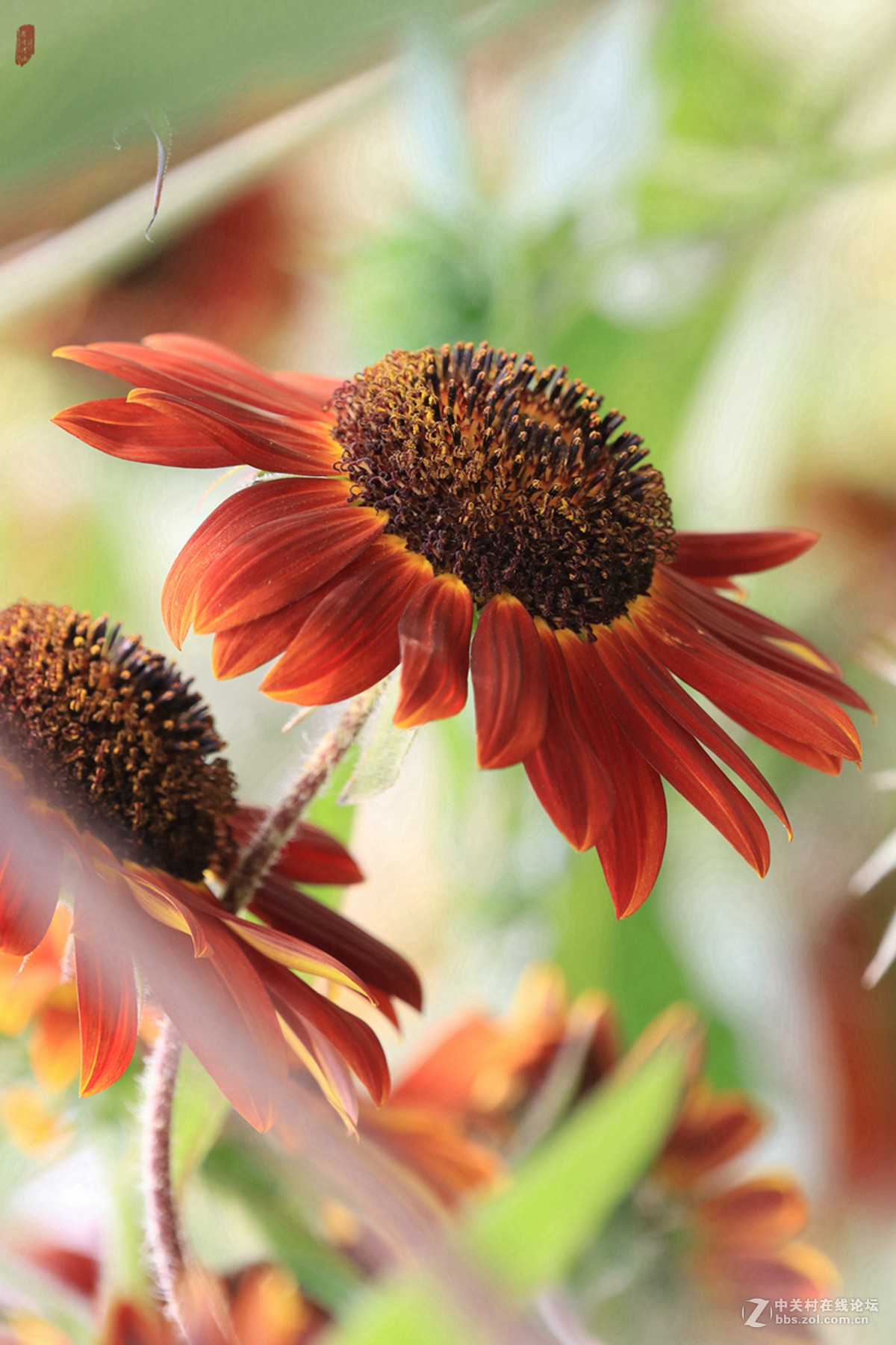 记忆——2015微距之油葵