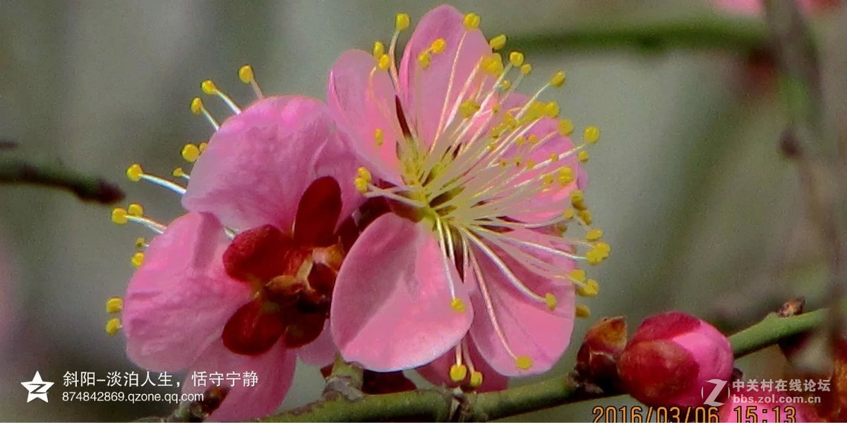 阳春三月【安阳掠影】